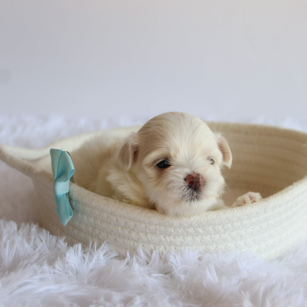 Chester - Available 8/27