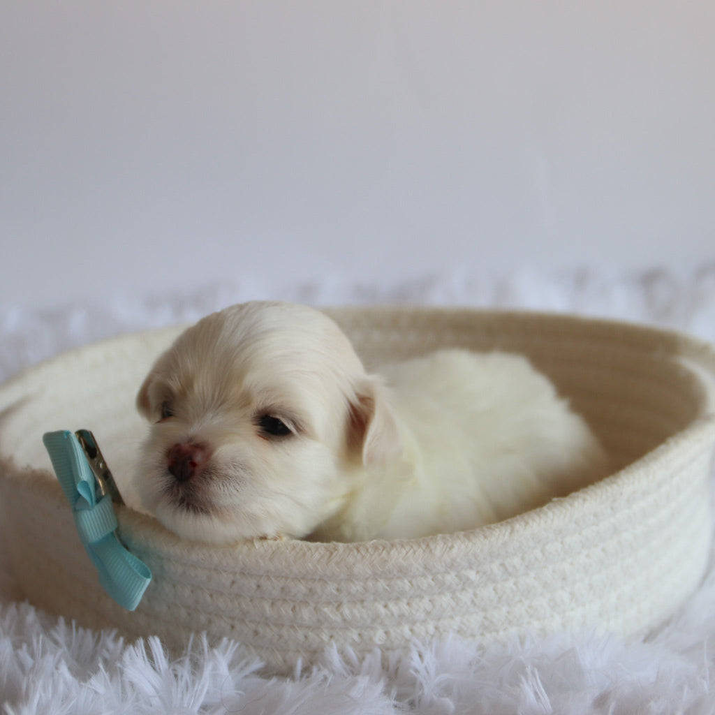 Chester - Available 8/27