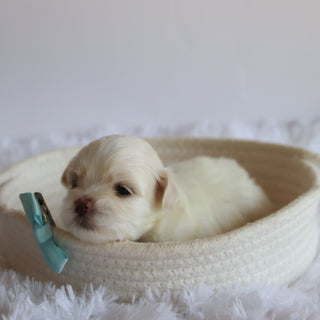 Chester - Available 8/27