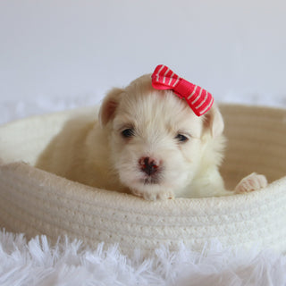 Trixie - Available 8/27