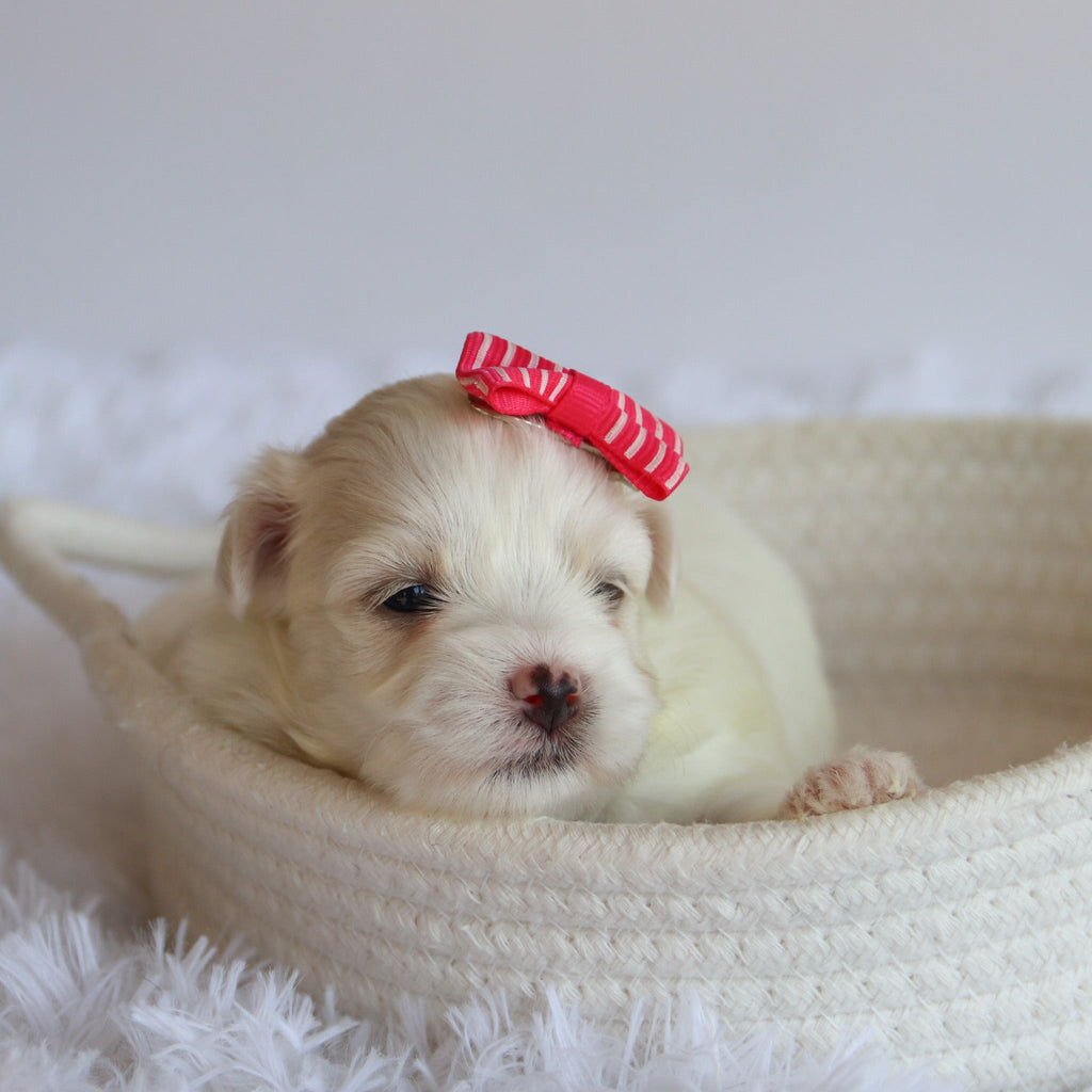 Trixie - Available 8/27
