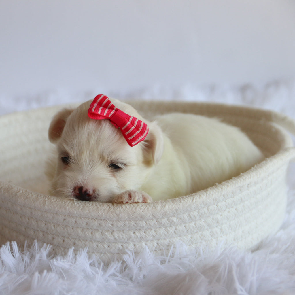 Trixie - Available 8/27