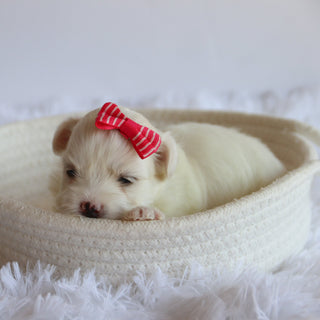 Trixie - Available 8/27