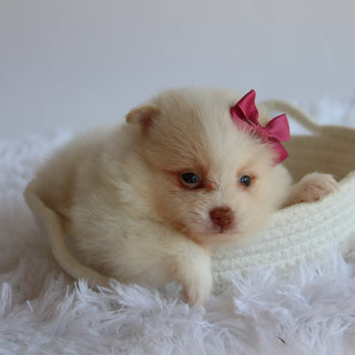 Layla - Available 8/27