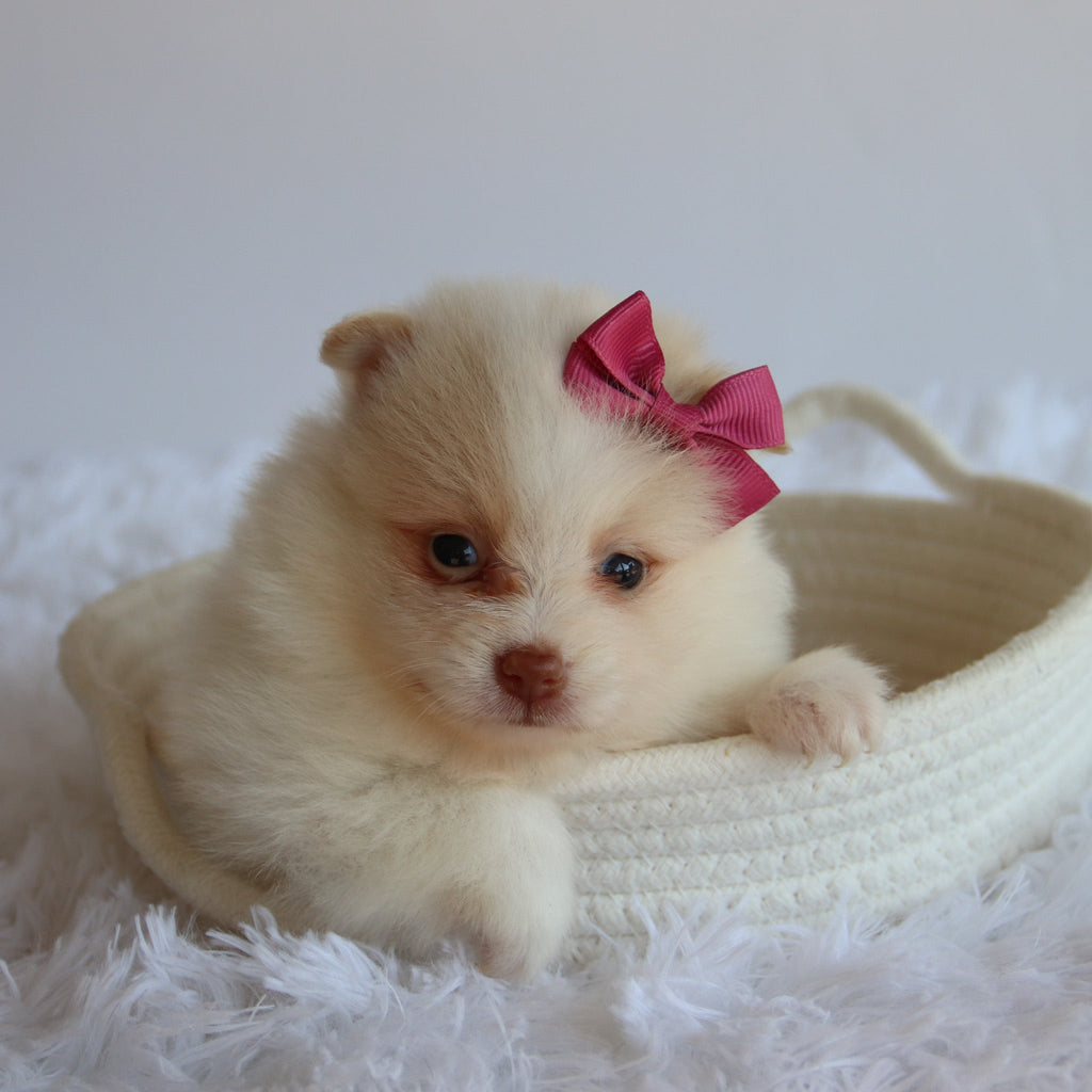 Layla - Available 8/27