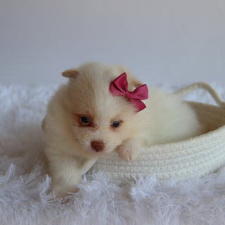 Layla - Available 8/27