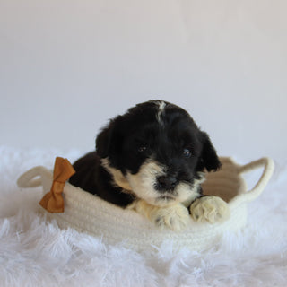 Weston - Available 8/20