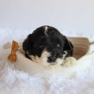 Weston - Available 8/20
