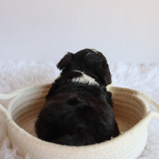 Weston - Available 8/20