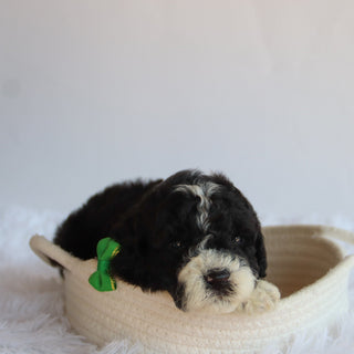 Vance - Available 8/20