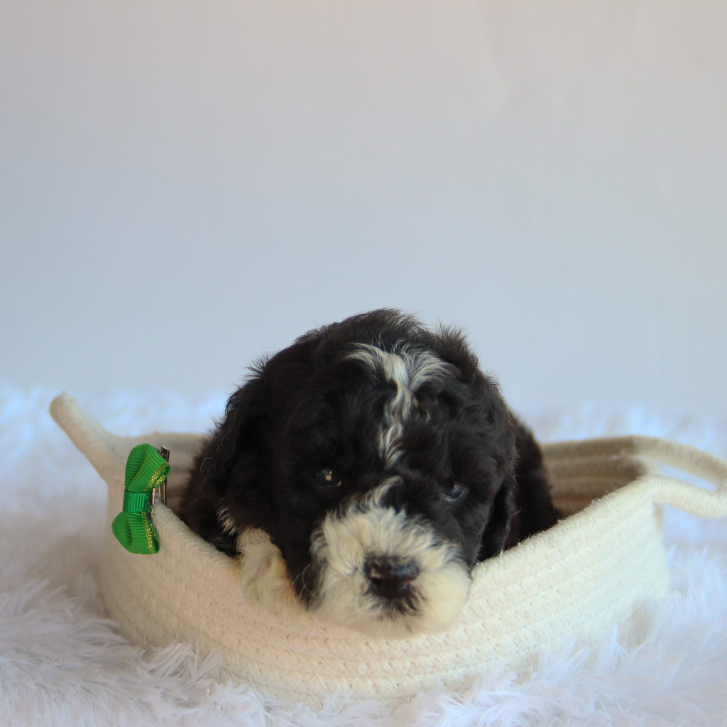 Vance - Available 8/20