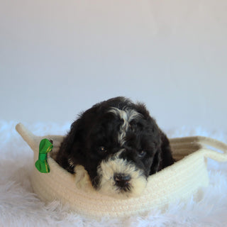 Vance - Available 8/20