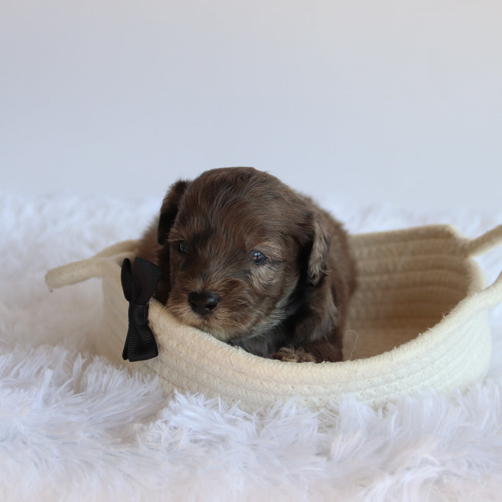 Davis - Available 8/20