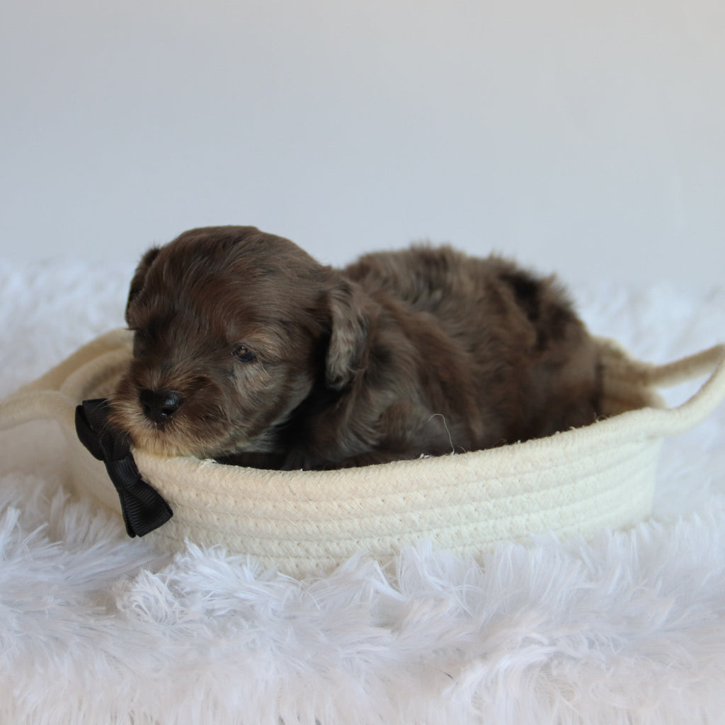 Davis - Available 8/20