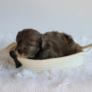 Davis - Available 8/20