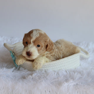 Cedar - Available 8/20