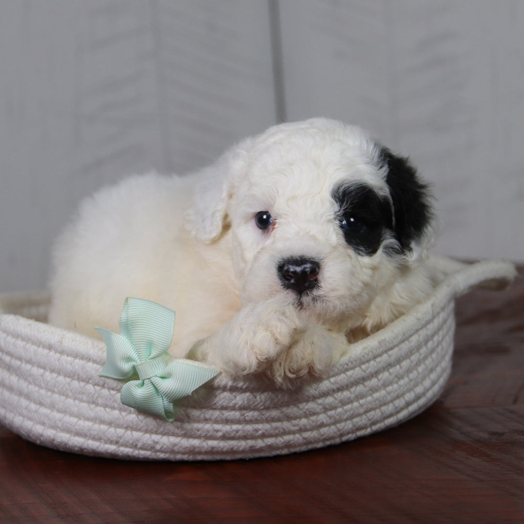 Puppies for sale in Denton