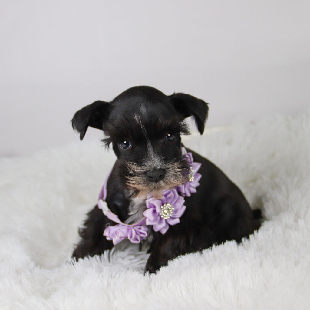 Brooke - Available Now