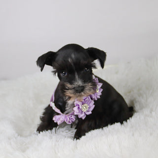 Brooke - Available Now