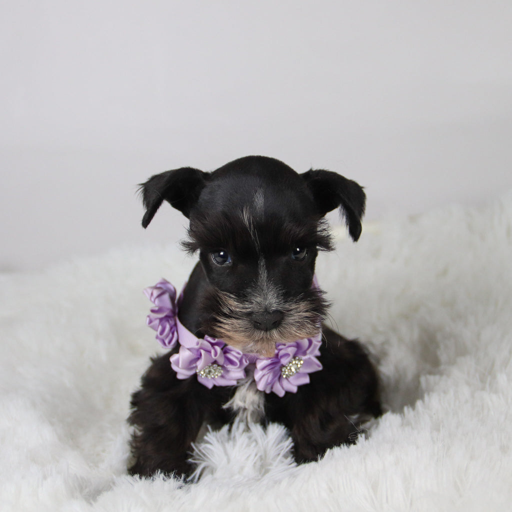 Brooke - Available Now