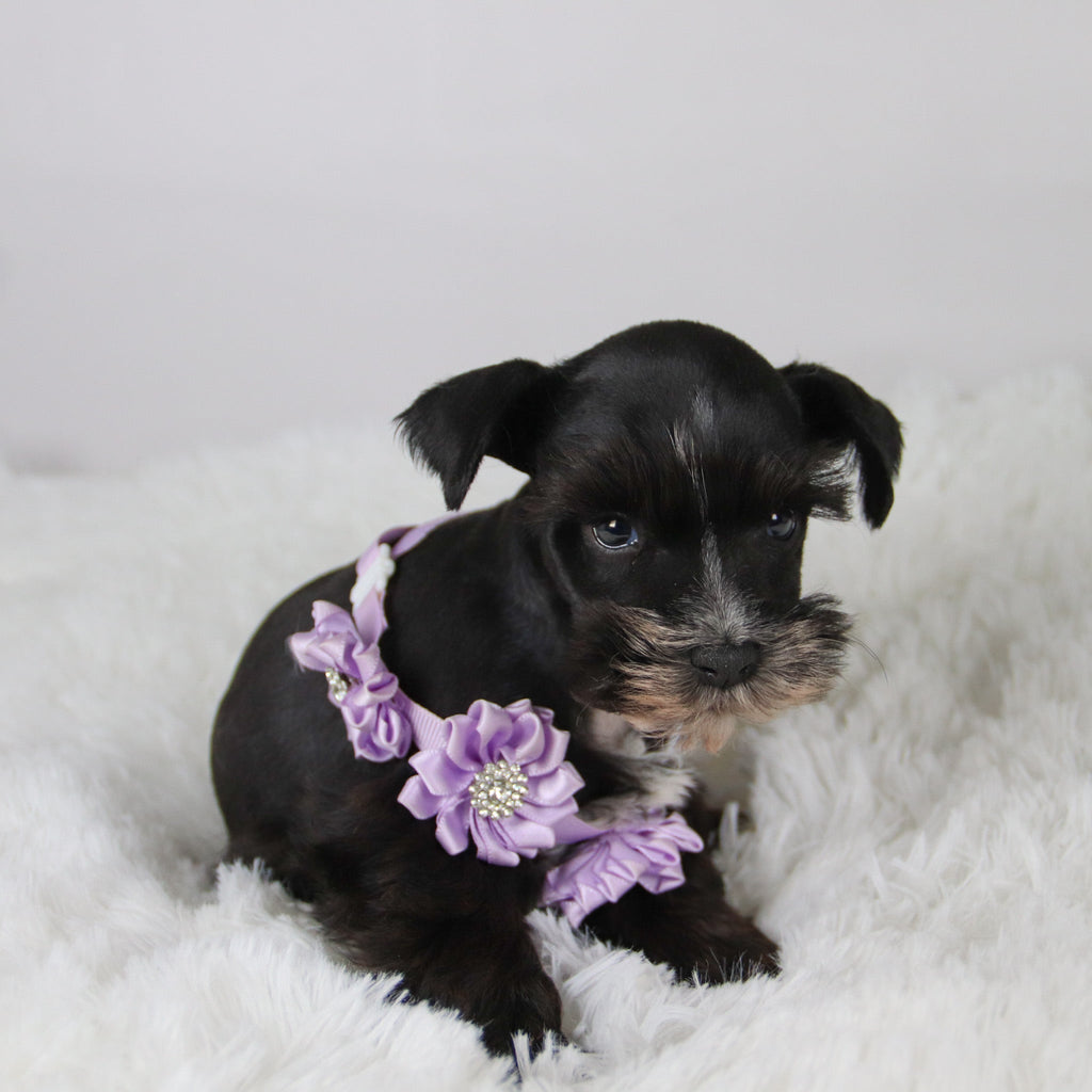 Brooke - Available Now