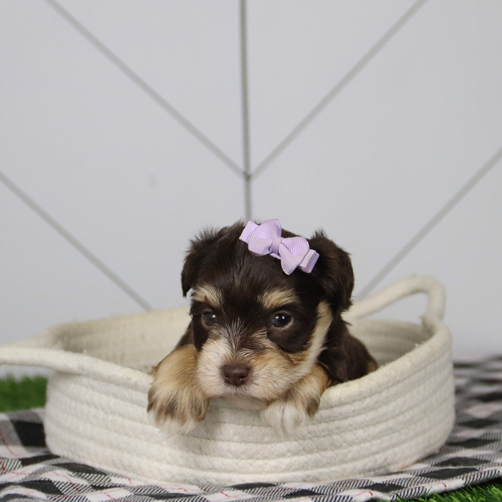 Mistletoe - Available 12/31