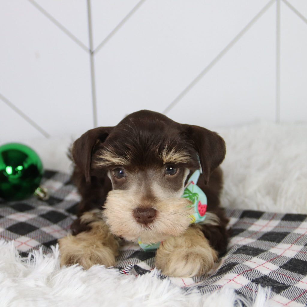 Mistletoe - Available 12/31