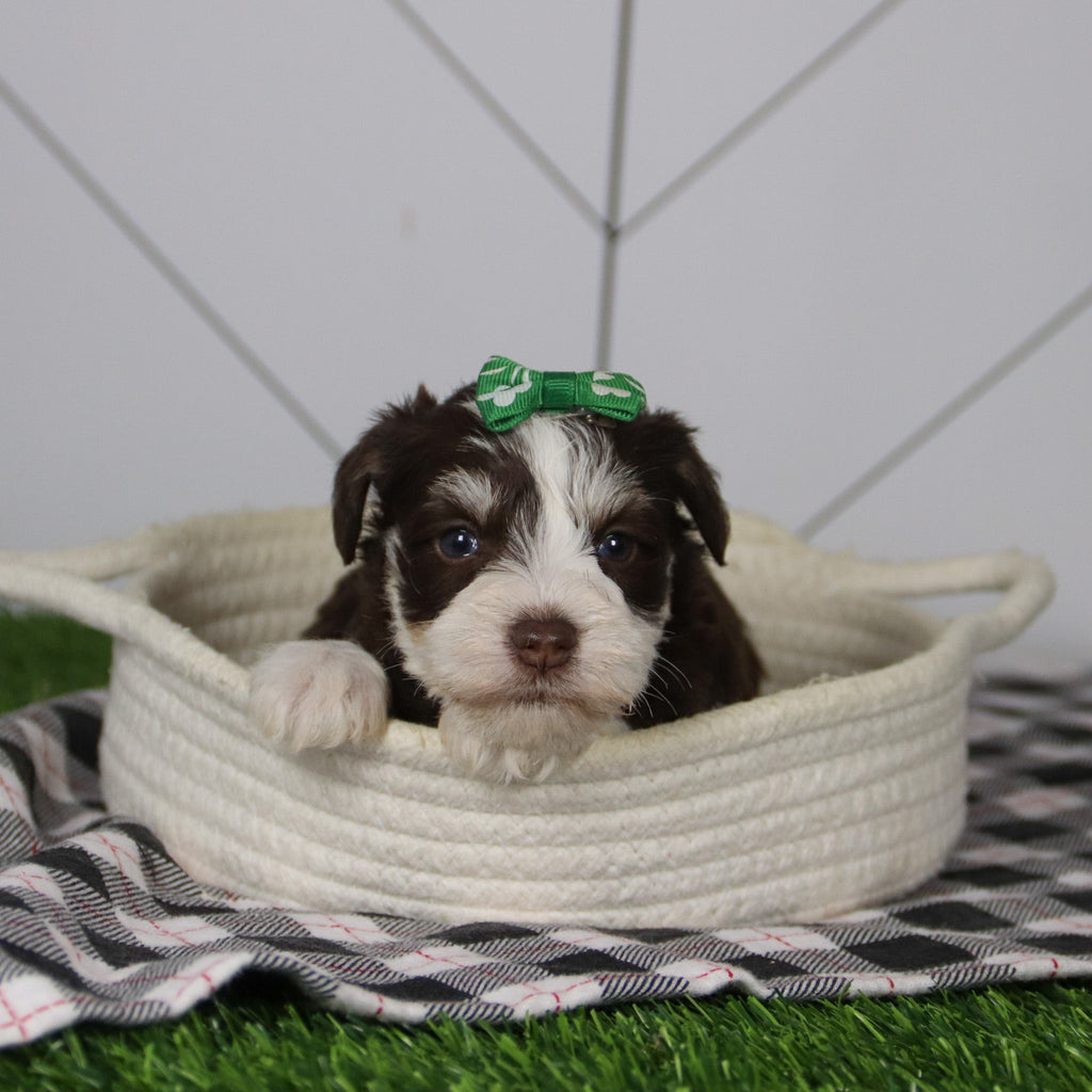 Jingle - Available 12/31