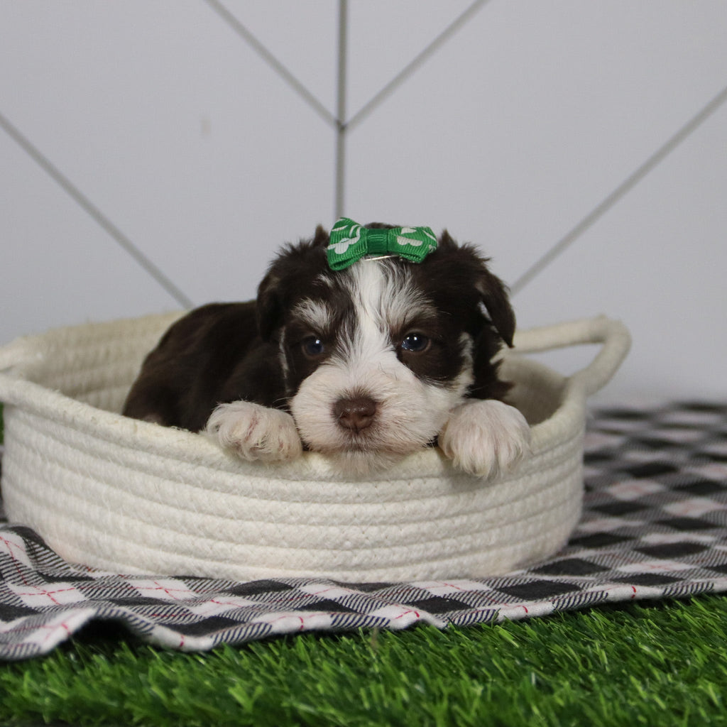 Jingle - Available 12/31