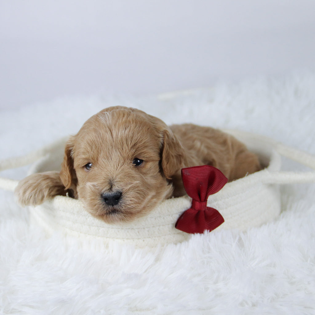 Gerald - Available 11/26