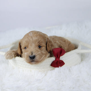 Gerald - Available 11/26