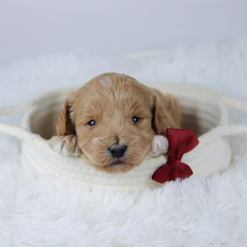 Gerald - Available 11/26