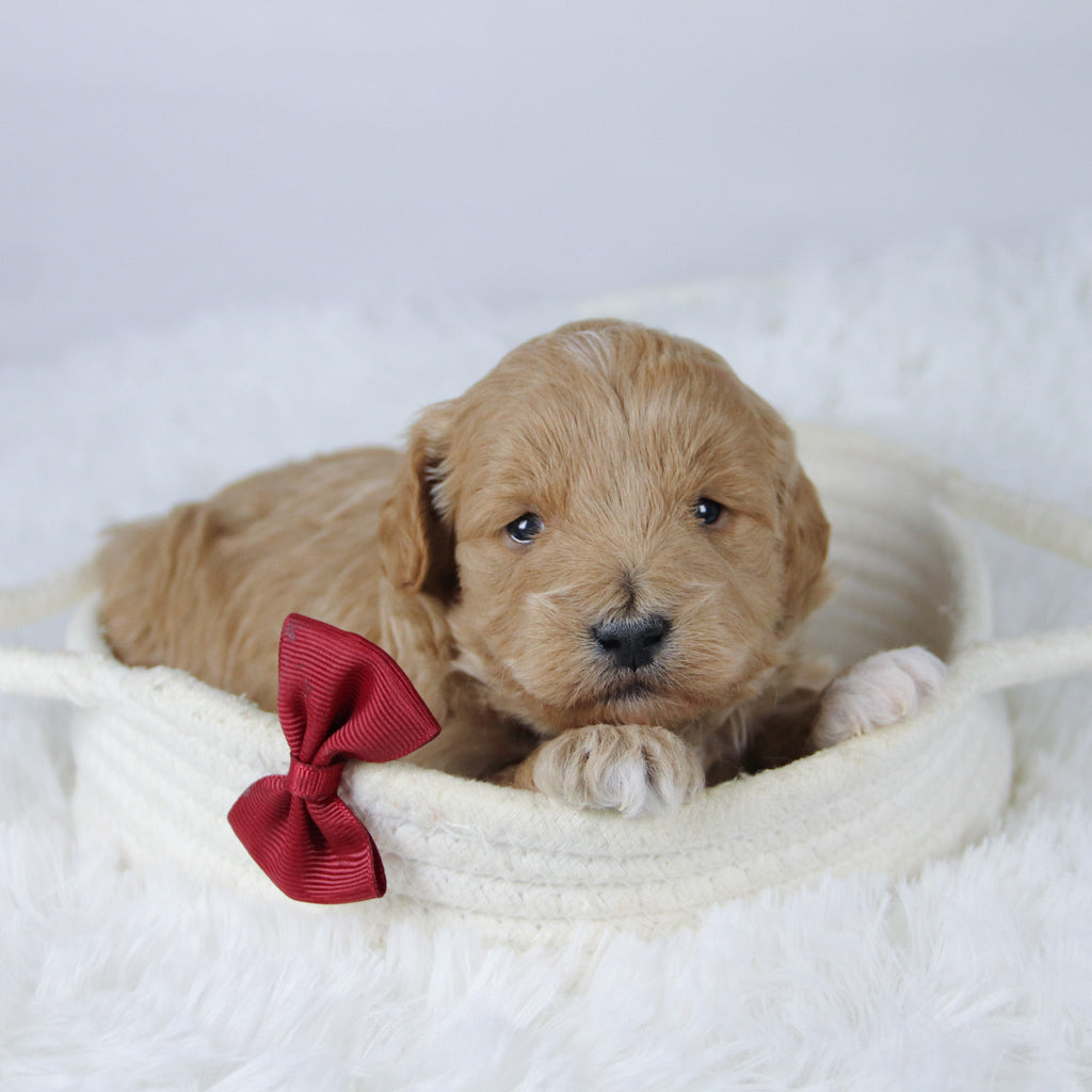 Gerald - Available 11/26