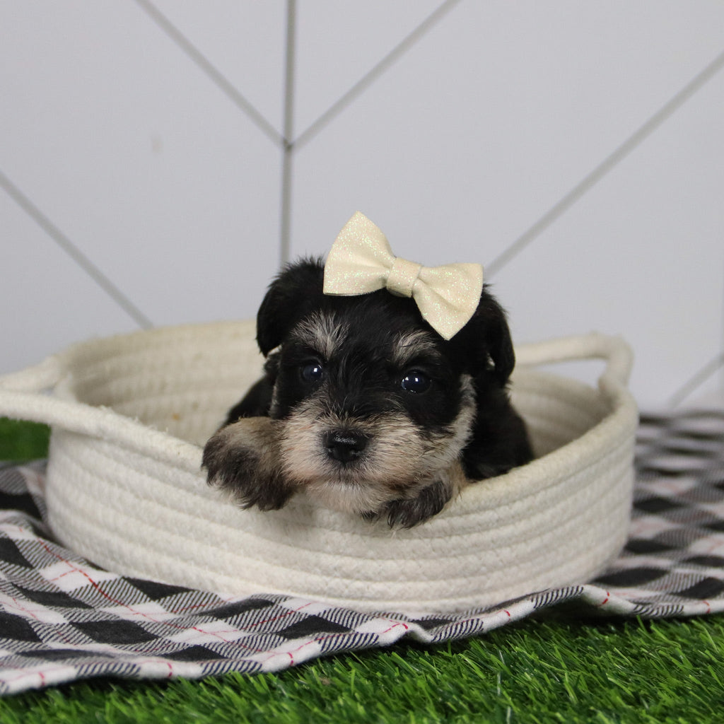 May - Available 12/31