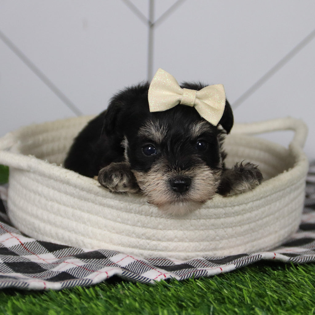 May - Available 12/31