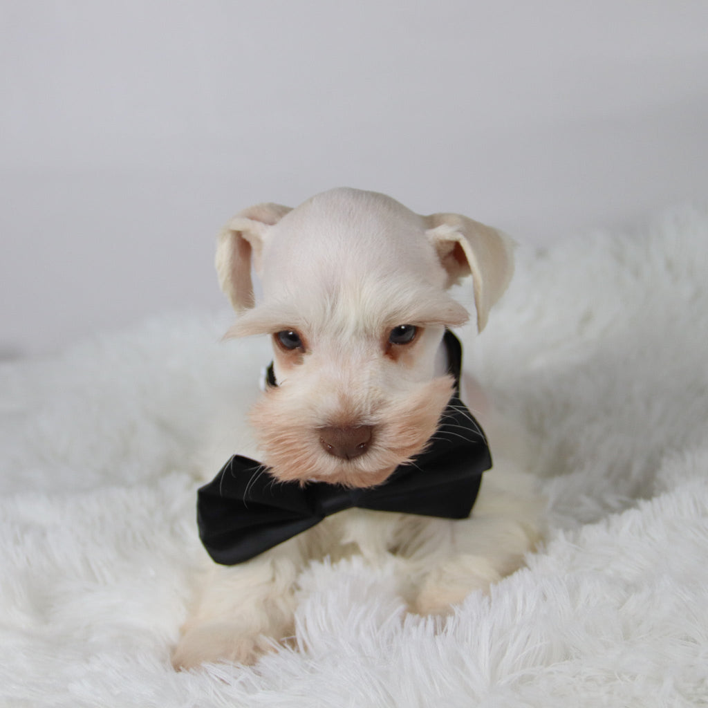 Delaware - Available Now