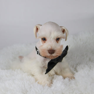 Delaware - Available 11/5