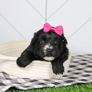 Snowflake - Available 12/31