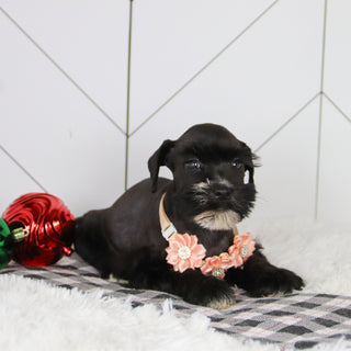 Snowflake - Available Now