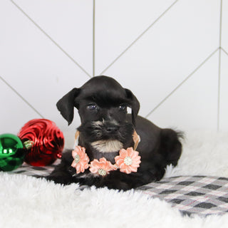 Snowflake - Available Now