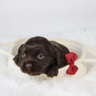 Barker - Available 12/10