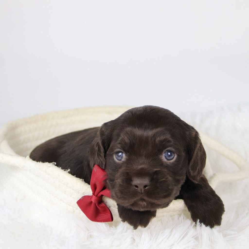 Barker - Available 12/10