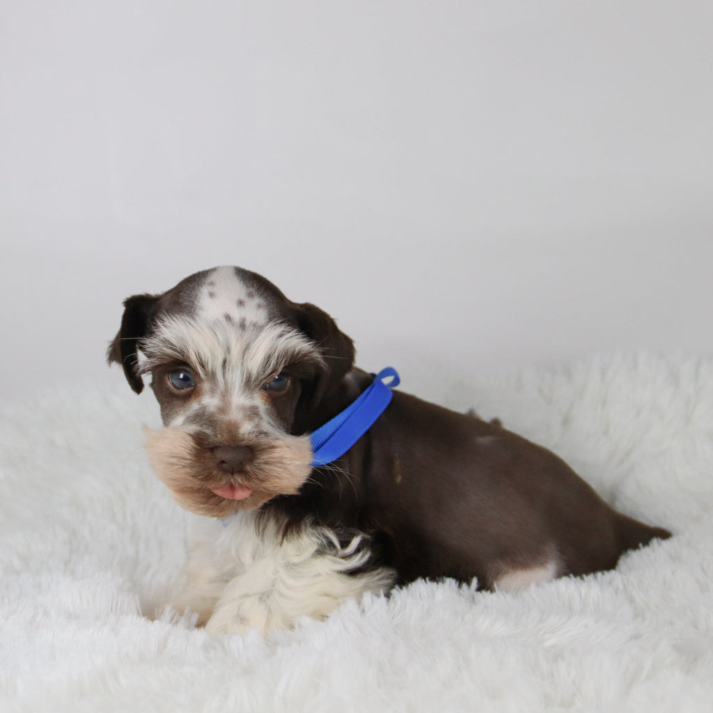 Rainier - Available Now