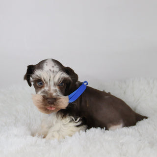 Rainier - Available Now