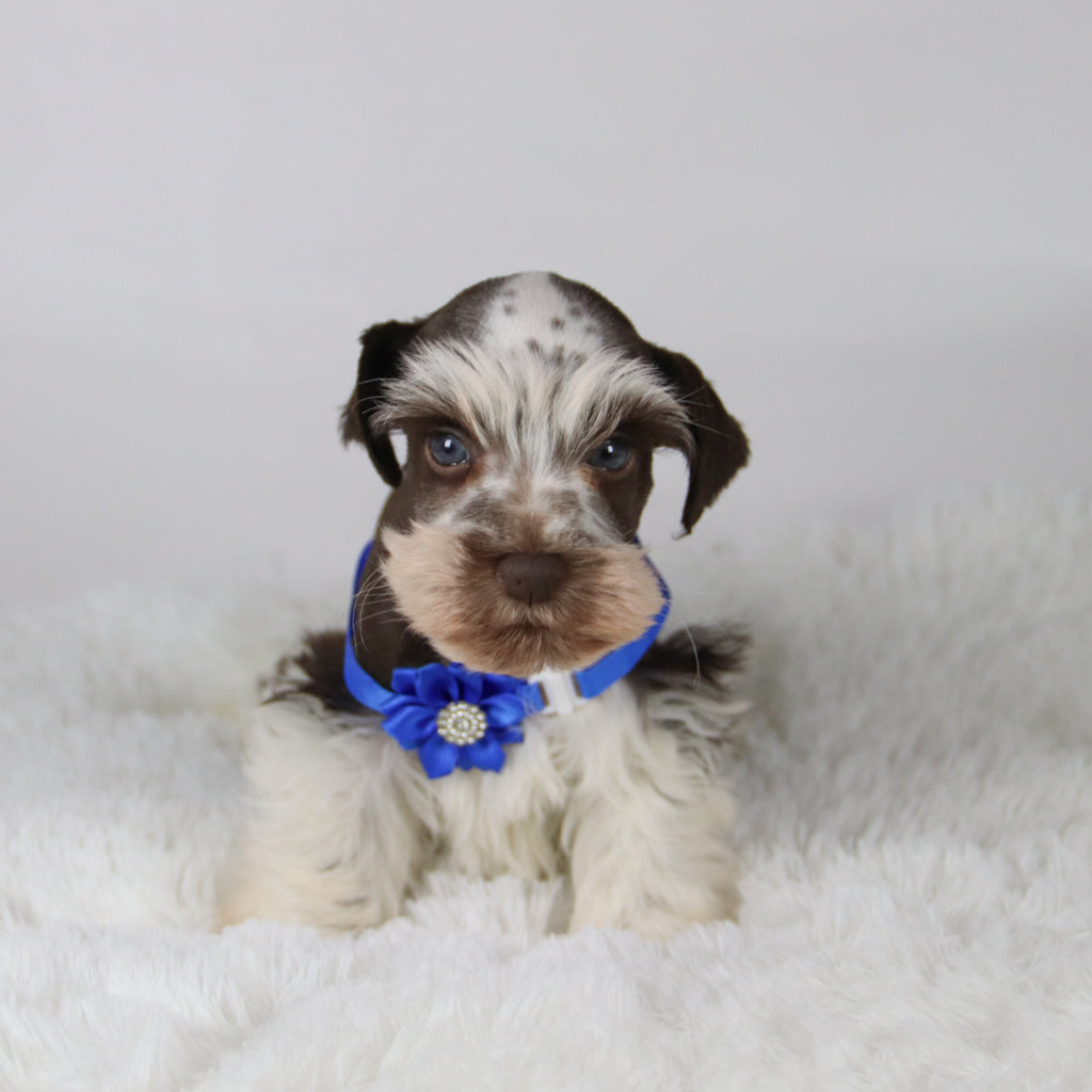 Rainier - Available Now