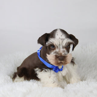 Rainier - Available Now