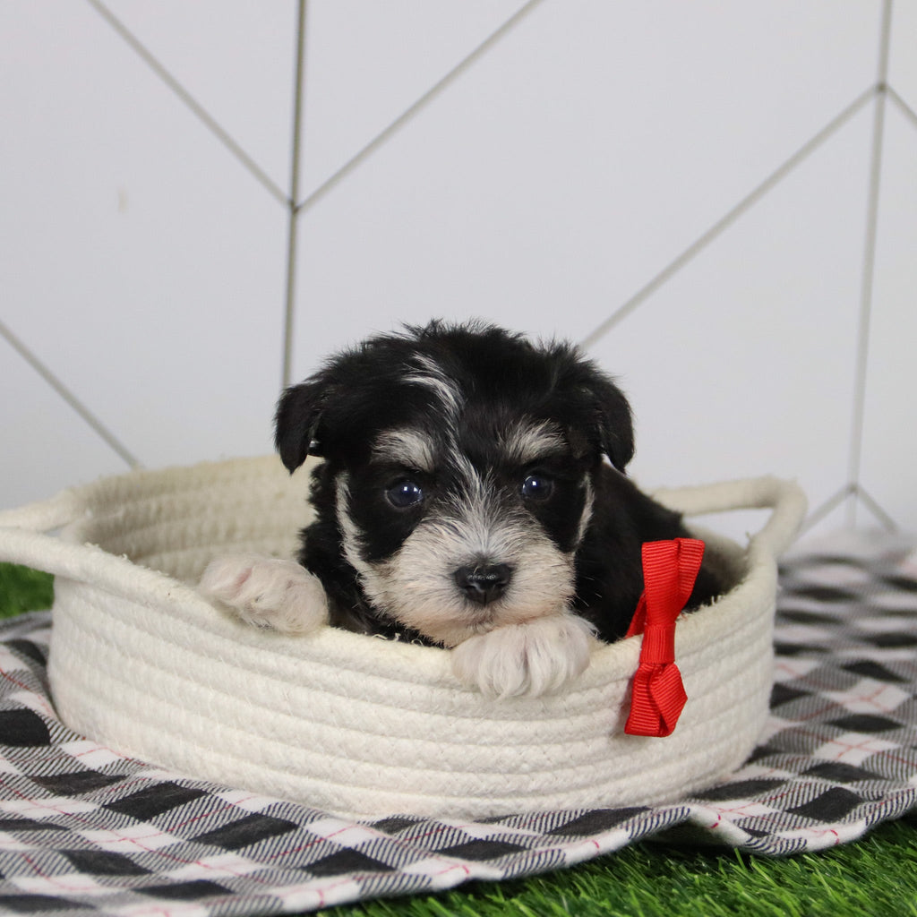 Santa - Available 12/31