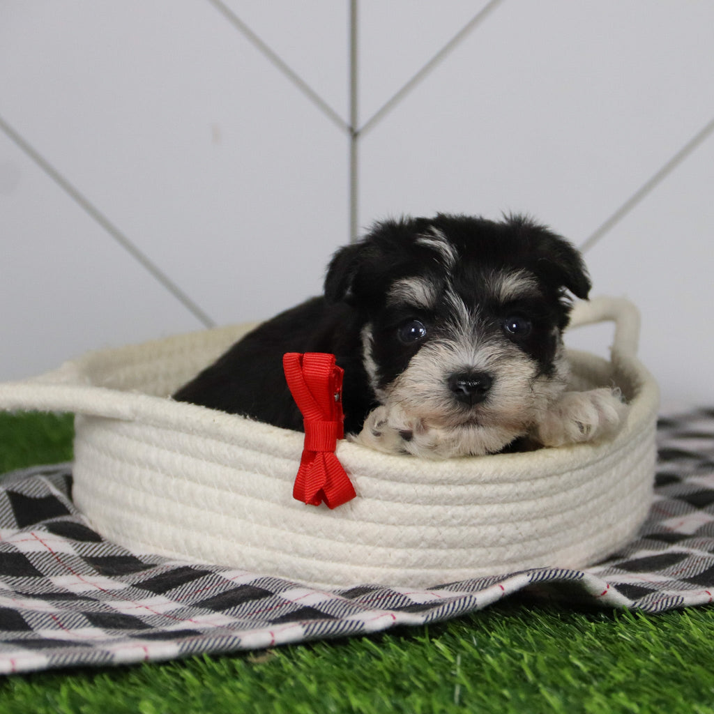 Santa - Available 12/31