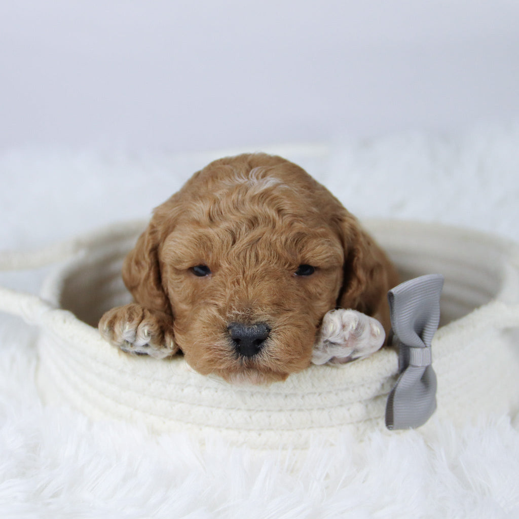 Brantley - Available 11/26