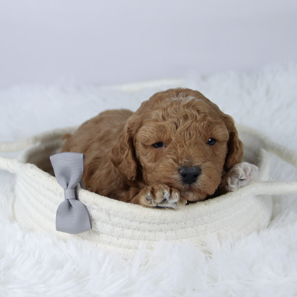 Brantley - Available 11/26